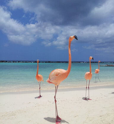 Ảnh đại diện Aruba