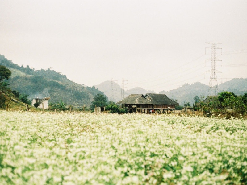 Mùa cải trắng nở rộ khắp núi đồi tại Mộc Châu