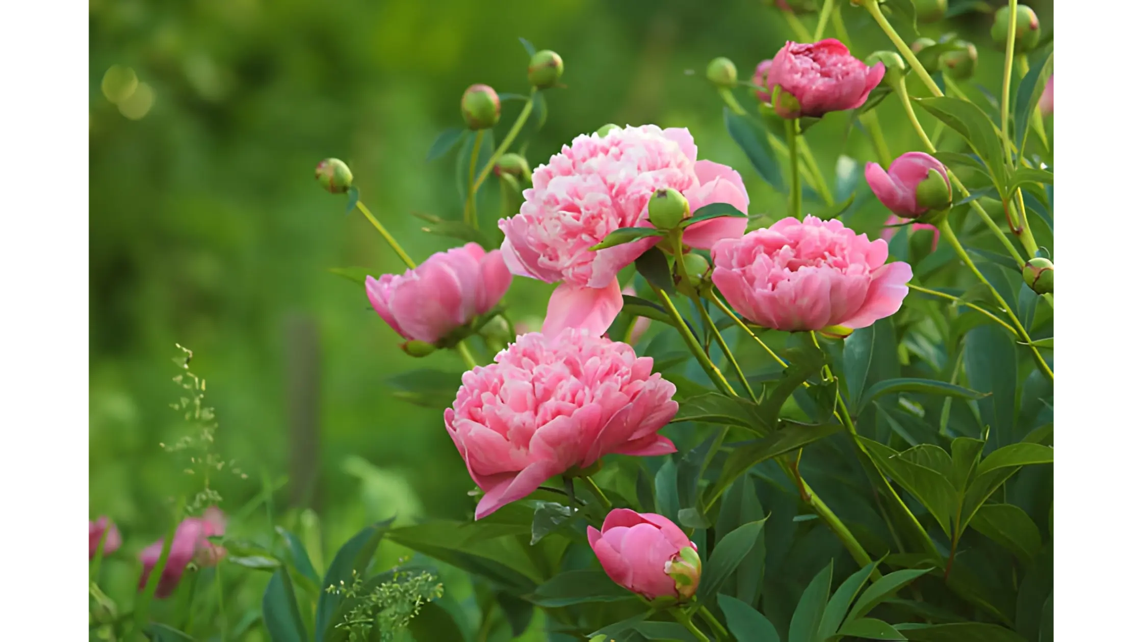 Hoa mẫu đơn, quốc hoa của Trung Quốc mang nhiều ý nghĩa sâu sắc.