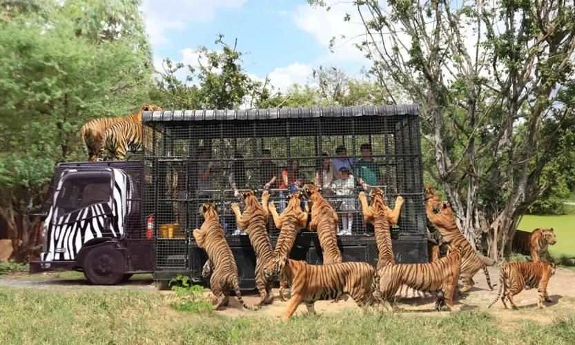 Vui chơi tại Safari World gần bảo tàng Moca Thái Lan