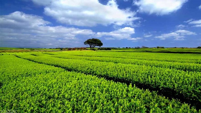 Cánh đồng trà xanh ở đảo Jeju