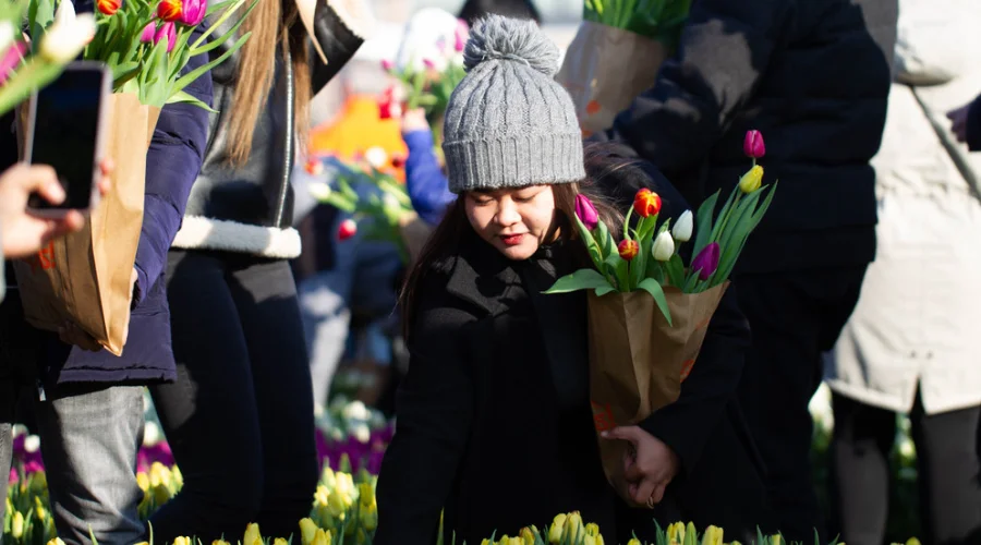 Chợ hoa Tulip Hà Lan và gian hàng thủ công truyền thống