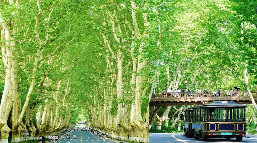 Đại lộ Ngô Đồng rực sắc xanh mơn mởn mùa xuân