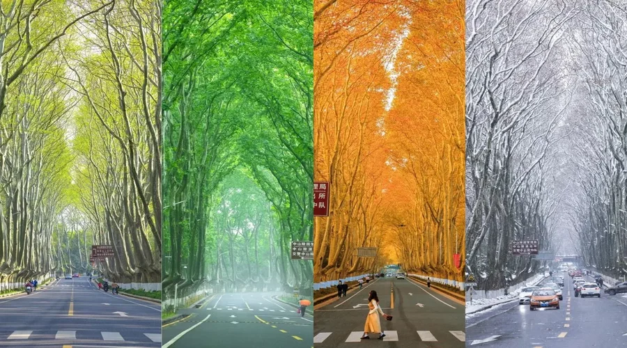 Hành trình khám phá Đại lộ Ngô Đồng trọn vẹn một ngày