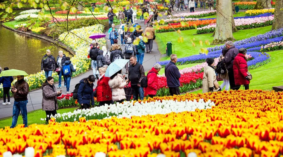 Không gian trang trí và triển lãm hoa Tulip đầy màu sắc