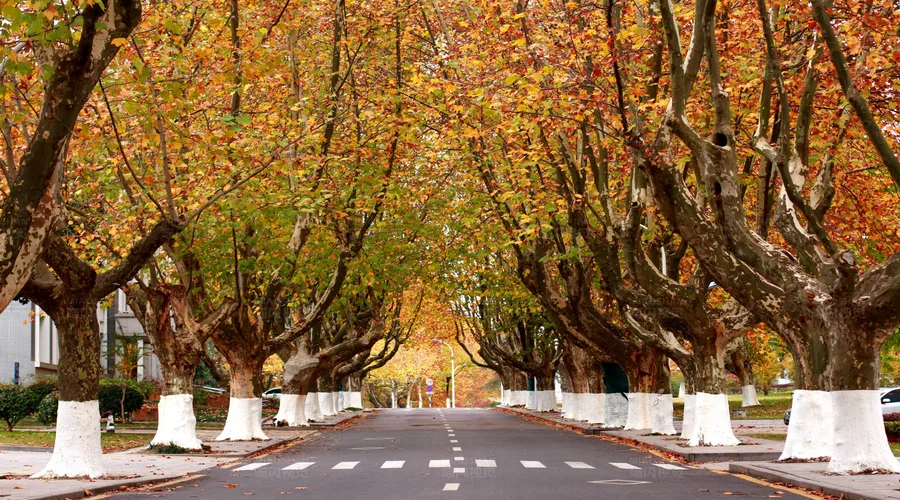 Lá ngô đồng vàng rực phủ kín đại lộ mùa thu