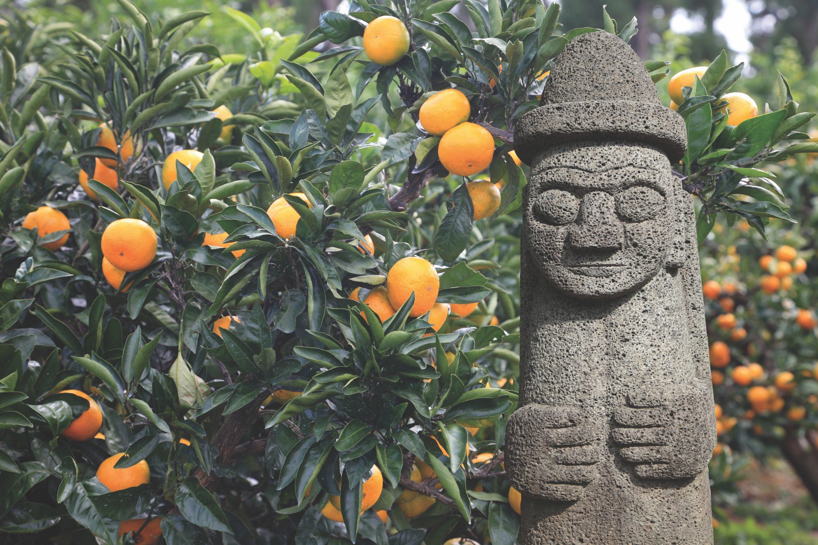 Quýt Jeju – biểu tượng ẩm thực