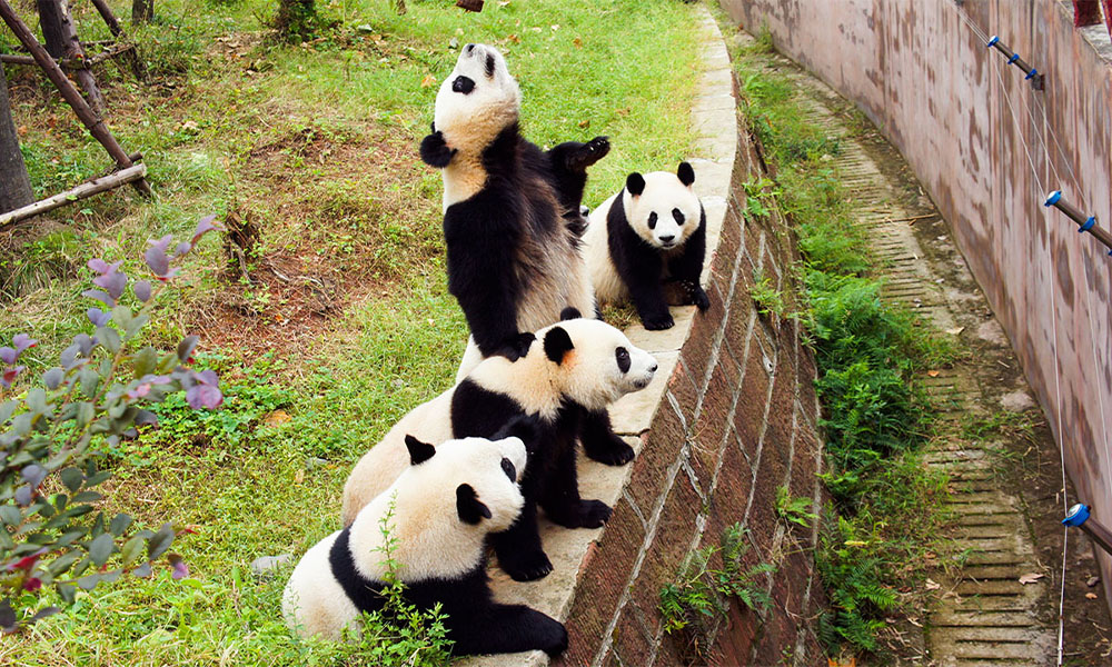 Thành Đô Trung Quốc