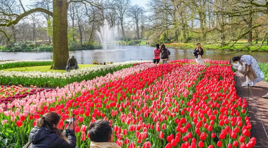 Thành phố Amsterdam rực rỡ trong mùa xuân lễ hội Tulip