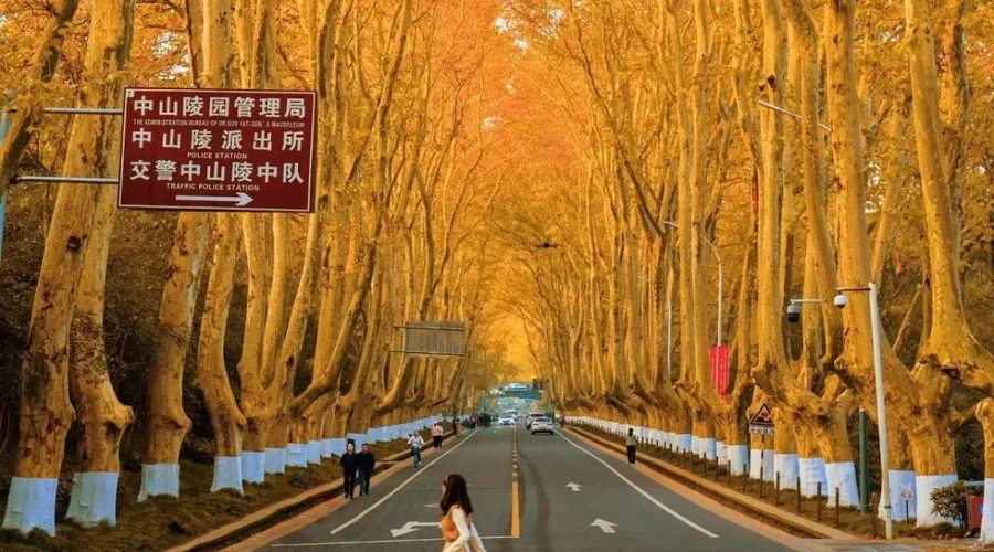 Toàn cảnh đại lộ Ngô Đồng giữa lòng Nam Kinh