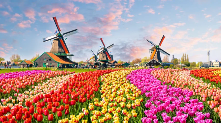 Vườn hoa Keukenhof Hà Lan ngập tràn sắc Tulip rực rỡ